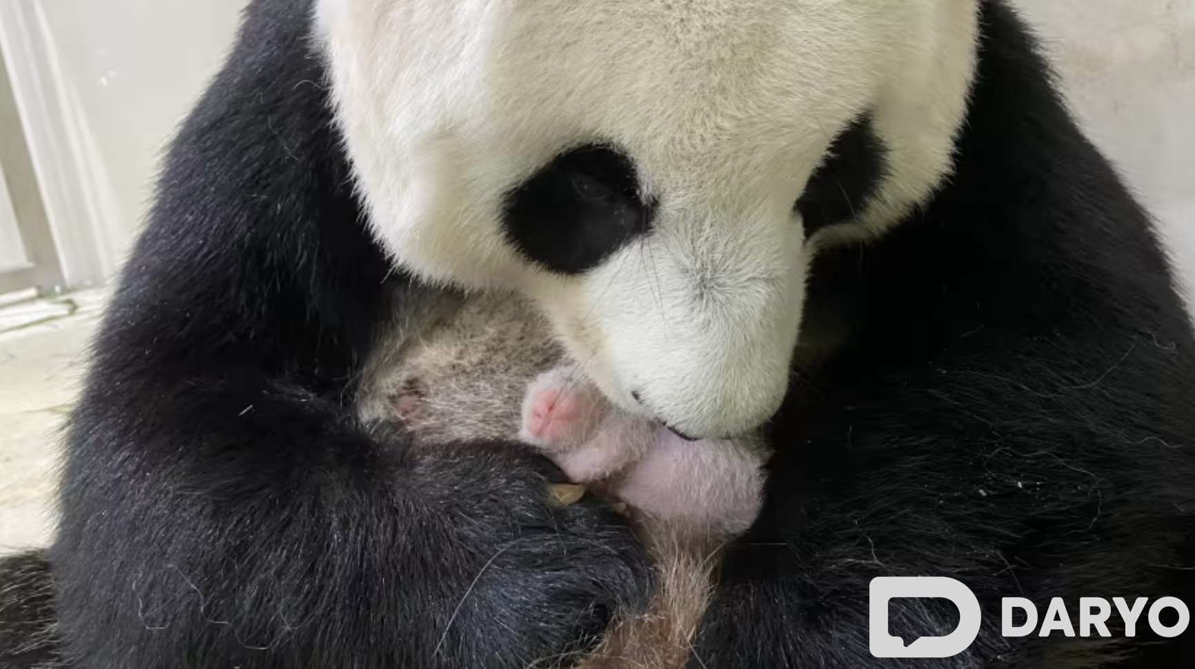 first giant panda cub born in Russia